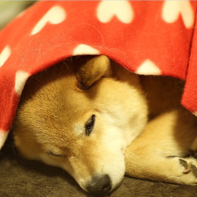 开云体育官网-绿茵场上的乒乓式统治，王皓导演法国队险胜瑞典队