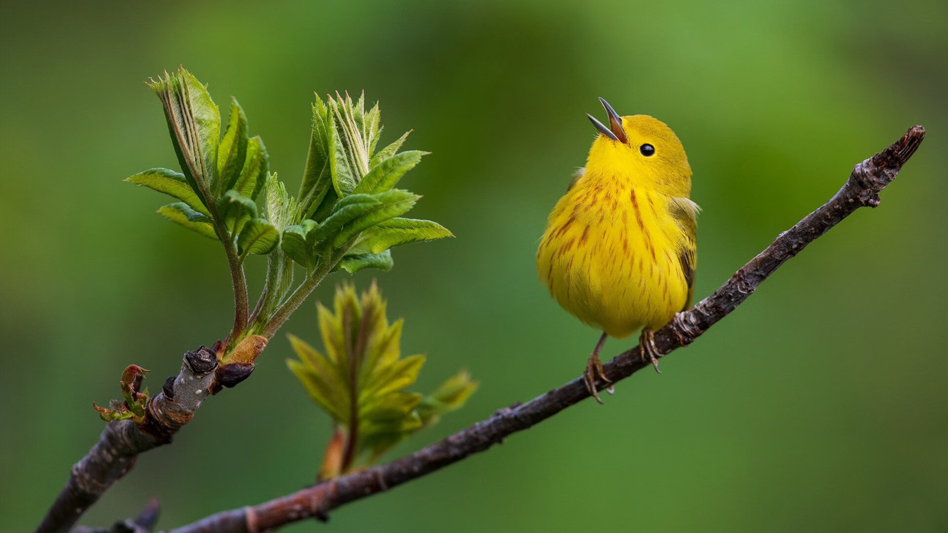 血战终章!霍勒迪末节19分天神下凡,广州险胜江苏取关键胜利