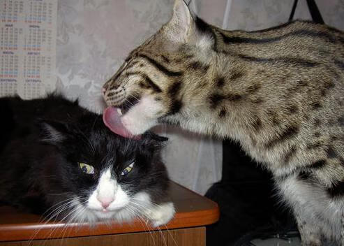 奥亚尔萨瓦尔伤愈复出梅开二度引爆赛场，瑞士队强硬战术终结埃及不败神话