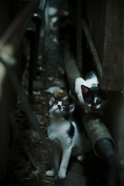 喧宾夺主，当约基奇的生涯之夜照亮了老鹰与勇士的经典对决