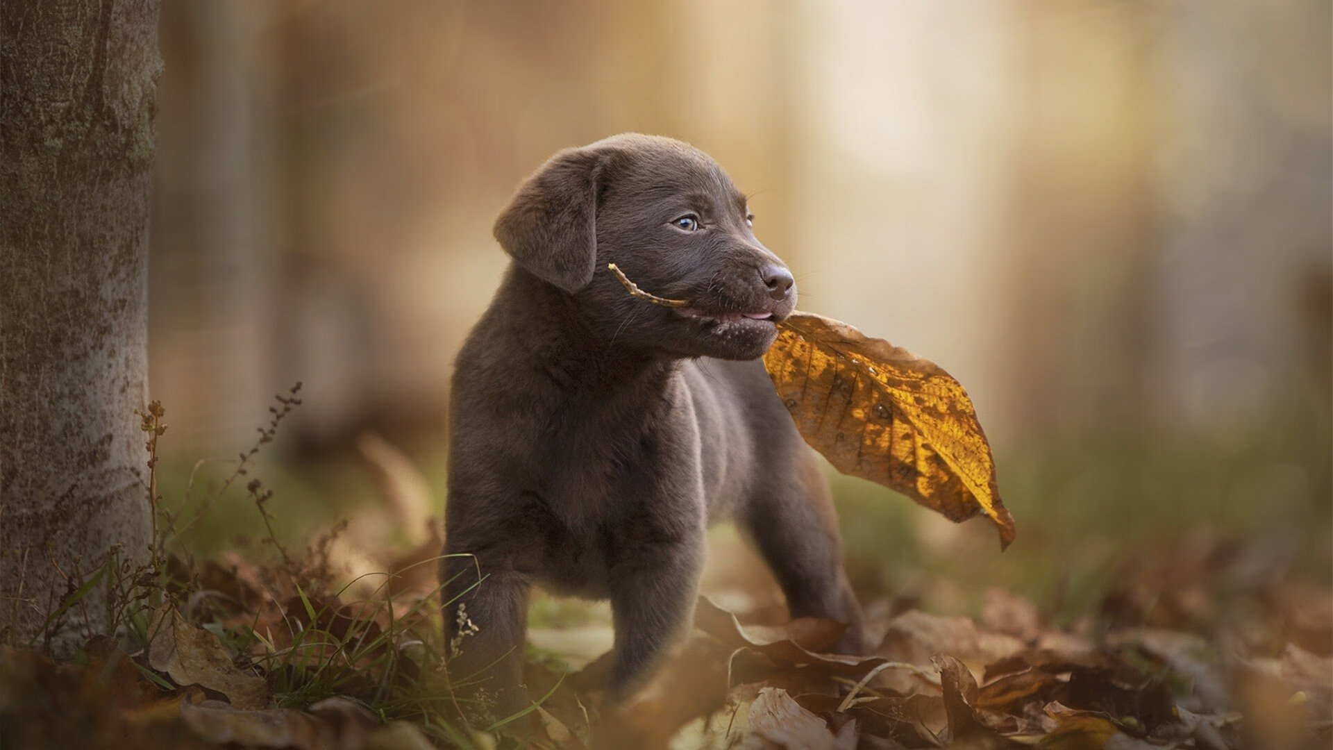 从硬木到绿茵,杰伦格林如何成为英超争冠之夜的攻防转换核心