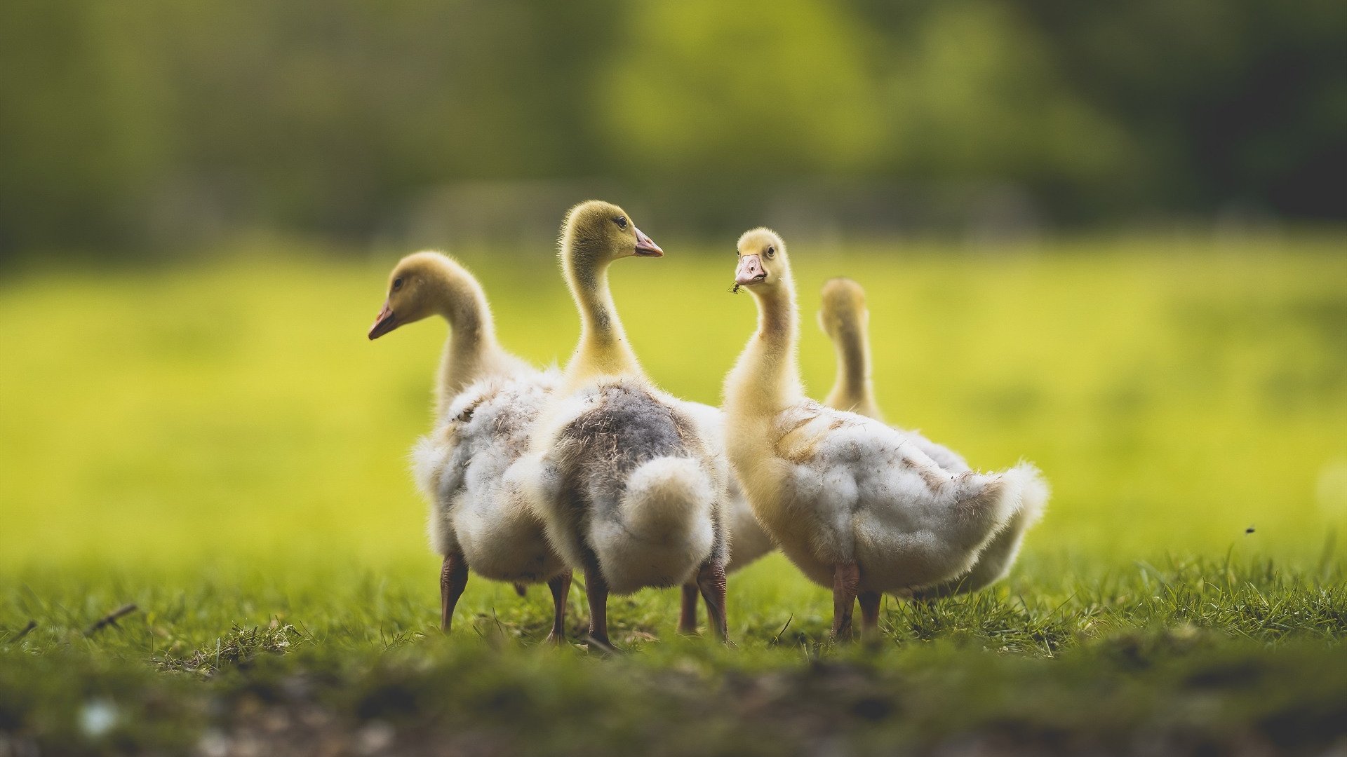 孤胆与铁壁，当米切尔的独奏击穿雷霆的协奏曲