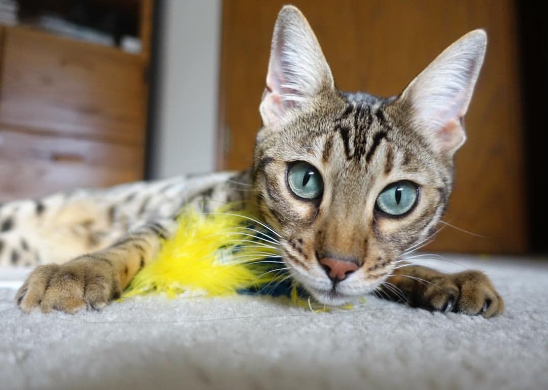 开云体育中国-重剑与快刀，小贾伦内线统治与东契奇外线谋略的碰撞