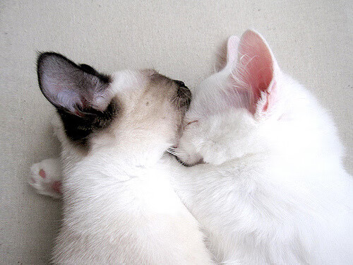 楚阿梅尼一锤定音，韩国在争冠战中击败安哥拉，关键先生闪耀全场