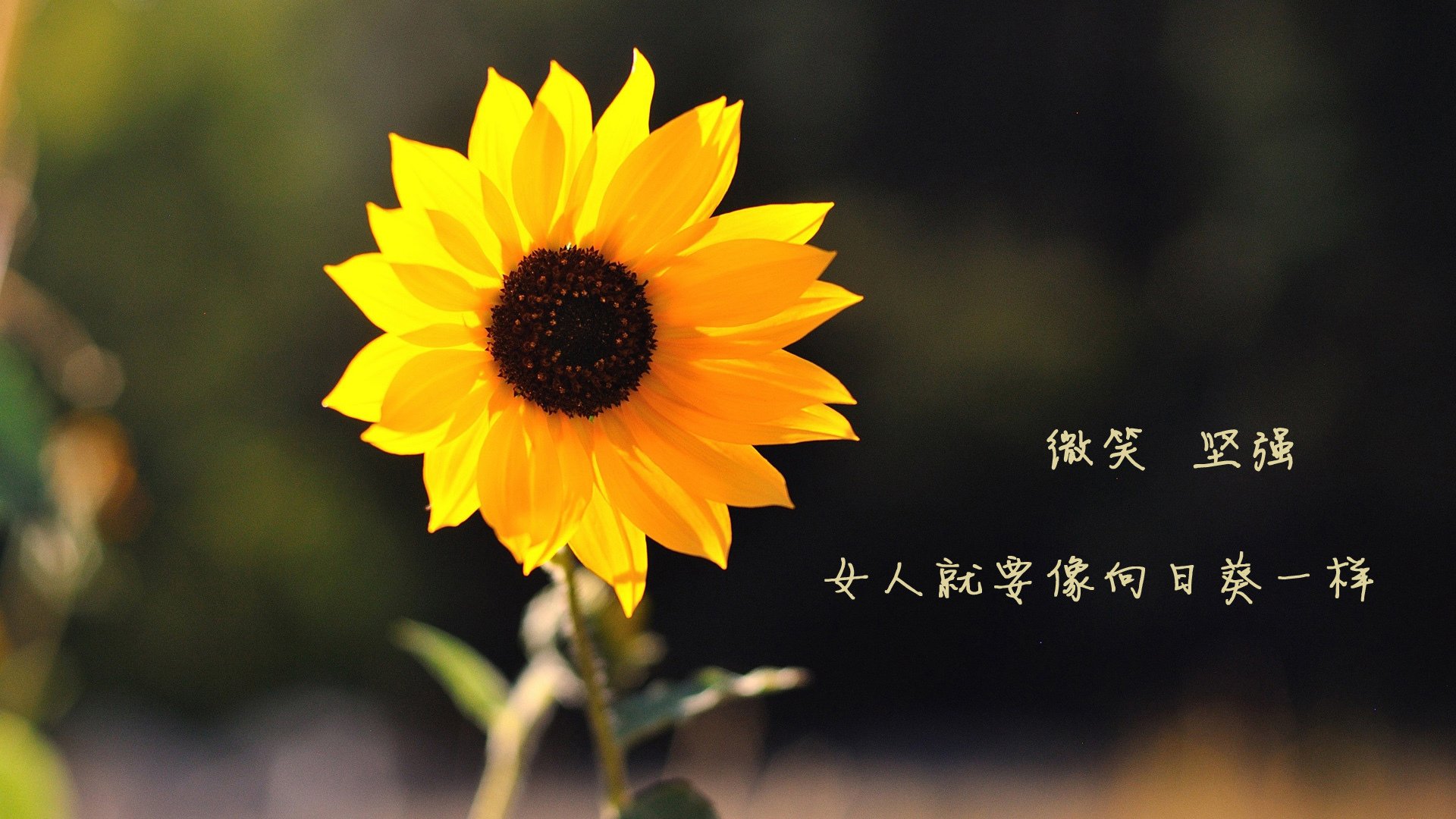 冲破极寒封锁线，班凯罗的统治力让火箭冲破森林狼不败金身