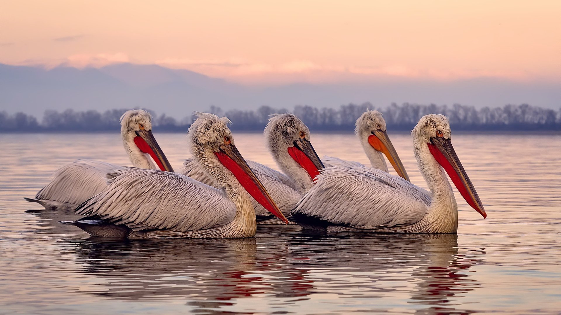 火烫的南方战场,恩比德神兽级爆发,热火用钢铁防守正面碾碎尼克斯