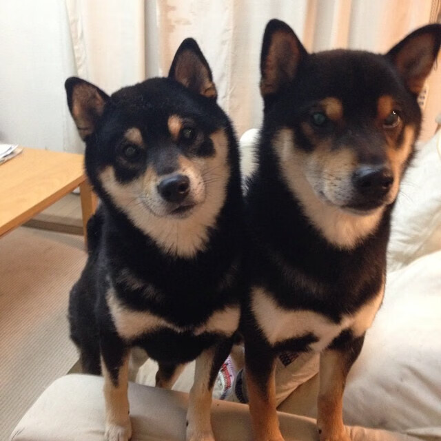 跨越半球的回声,亚特兰大一役提前锁定东决,书写新西兰式无悬念的胜利哲学