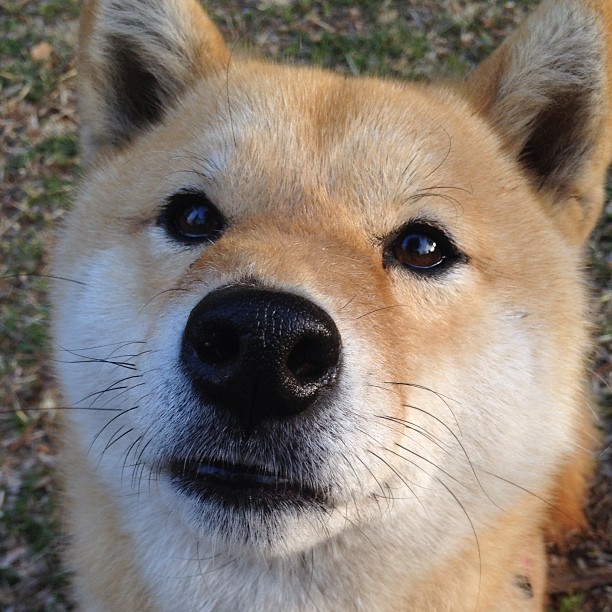 开云sport-切特一剑封喉！湖人绝境重生，吉林憾负关键战役