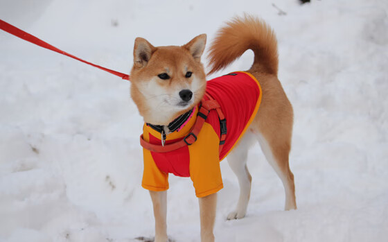 虚拟巅峰对决,76人跨越山海击败山西队,马克西复刻西决生死战传奇