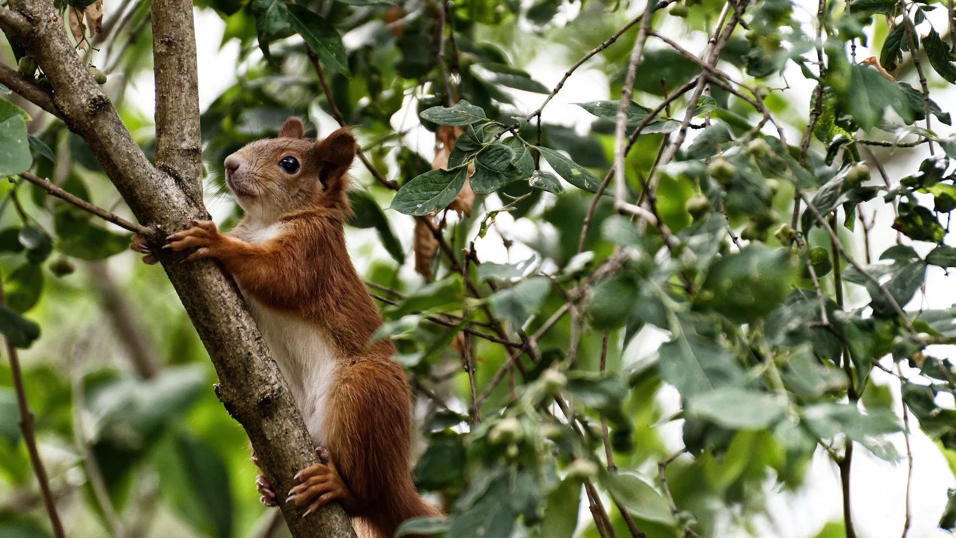 冰封战场，波斯铁骑狂飙突进，阿劳霍冠军级表现铸就史诗逆转